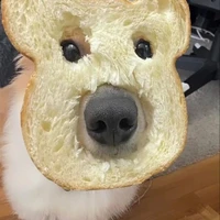 Y/n