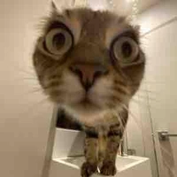mèo