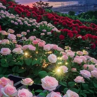 all (cân tất cả mọi nhân vật)