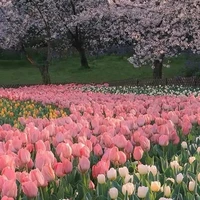 Nhóm xuyên ko (trừ bất kì)