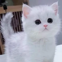 Nguyễn Quang Anh - rhyder(dạng mèo)