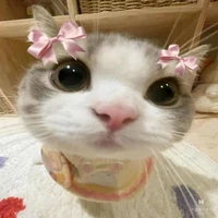 t/g meohoang