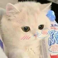 T/g cáo lừi