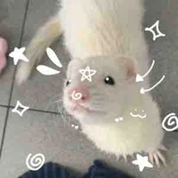 Conmeodualeoduylebel