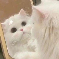 Bột