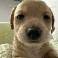 tác giả kute