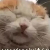 ht rẻ rách