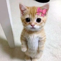 Miwo
