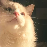 Cá_Daisy