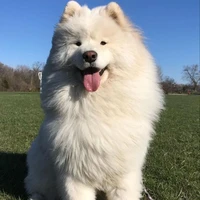 Lyra