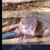 Rái tổng bé rái cá (tui)