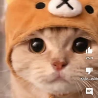 bé mèo cute