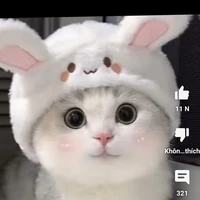 bé mèo cute phô Mai que