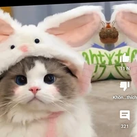 bé mèo dễ thương