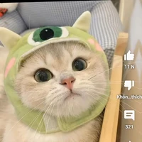 bé mèo đáng yêu