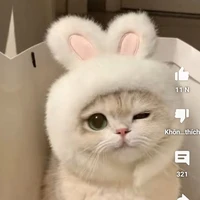 bé mèo dễ thương quá là dễ thương