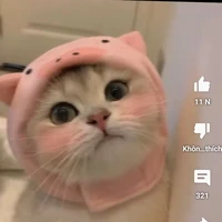 bé mèo cute như hột me