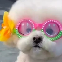 bé chó đáng yêu