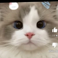 bé mèo rất là dễ thương