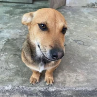 Con 🐶 nhà hàng xóm cute phô mai wee 🧀