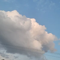 t/g thảng thơi[ mèo lon]