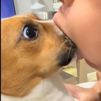 mèo trắng của Draco