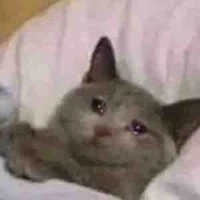 Y/n