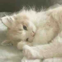 Rukoo chinh gáii/tg