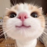 bông( tác giả đó)