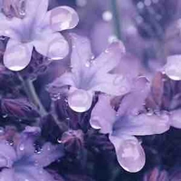 Những cái xác tại hiện trường🥰