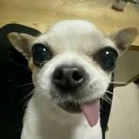 Tác giả