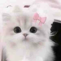 Mèo