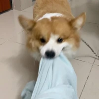 Mèo