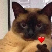 Tác giả simp vợ