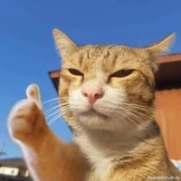 Mèo cam