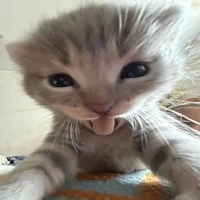 tác giả hihi