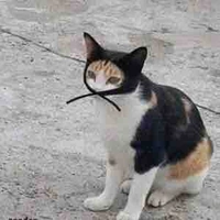 Hệ thống vô dụng