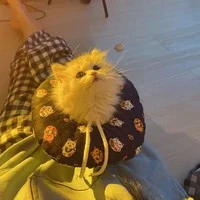Zịt cute 💤•Tác giả