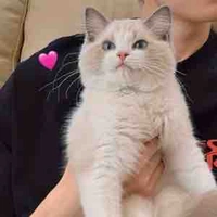 Hana