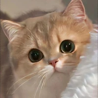 t/g cute