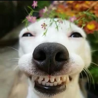 🐊(tao nè! t chính là đứa đã cạp nó nè!)