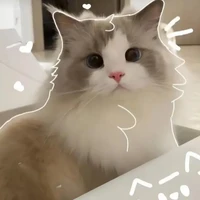 Mèo | bông