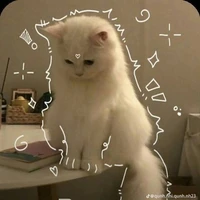 Mèo | haly