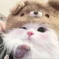 mèo | lasy