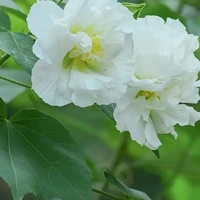 cô ( Anh Ngọc)