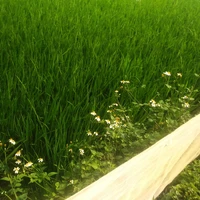 Tác giả bình thường