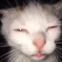 Tom-Mèo