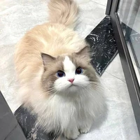 Mèo