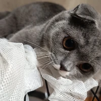 nì