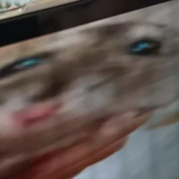 gián